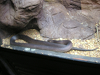 s_A_PICT0053_thumb.png